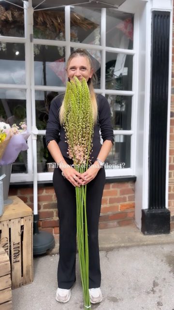 135cm of Eremurus😯

The perfect statement flower for a large vase. 

#florist #small #tall #funny #fyp