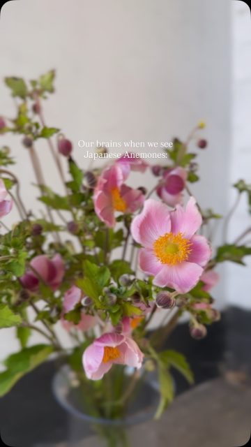 Are we the only ones who hear this?🐠🐟🐡🐢

#funny #fyp #anemones #flowers #garden