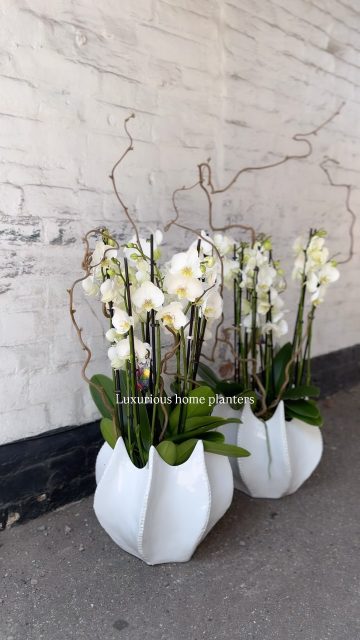 Making your home look pretty is one of our favourite things to do✨

Did you know? You can bring your own pots, containers and vases into the shop and we will fill them with fresh plants or flowers for you. 

#plants #luxury #florist #home #interior