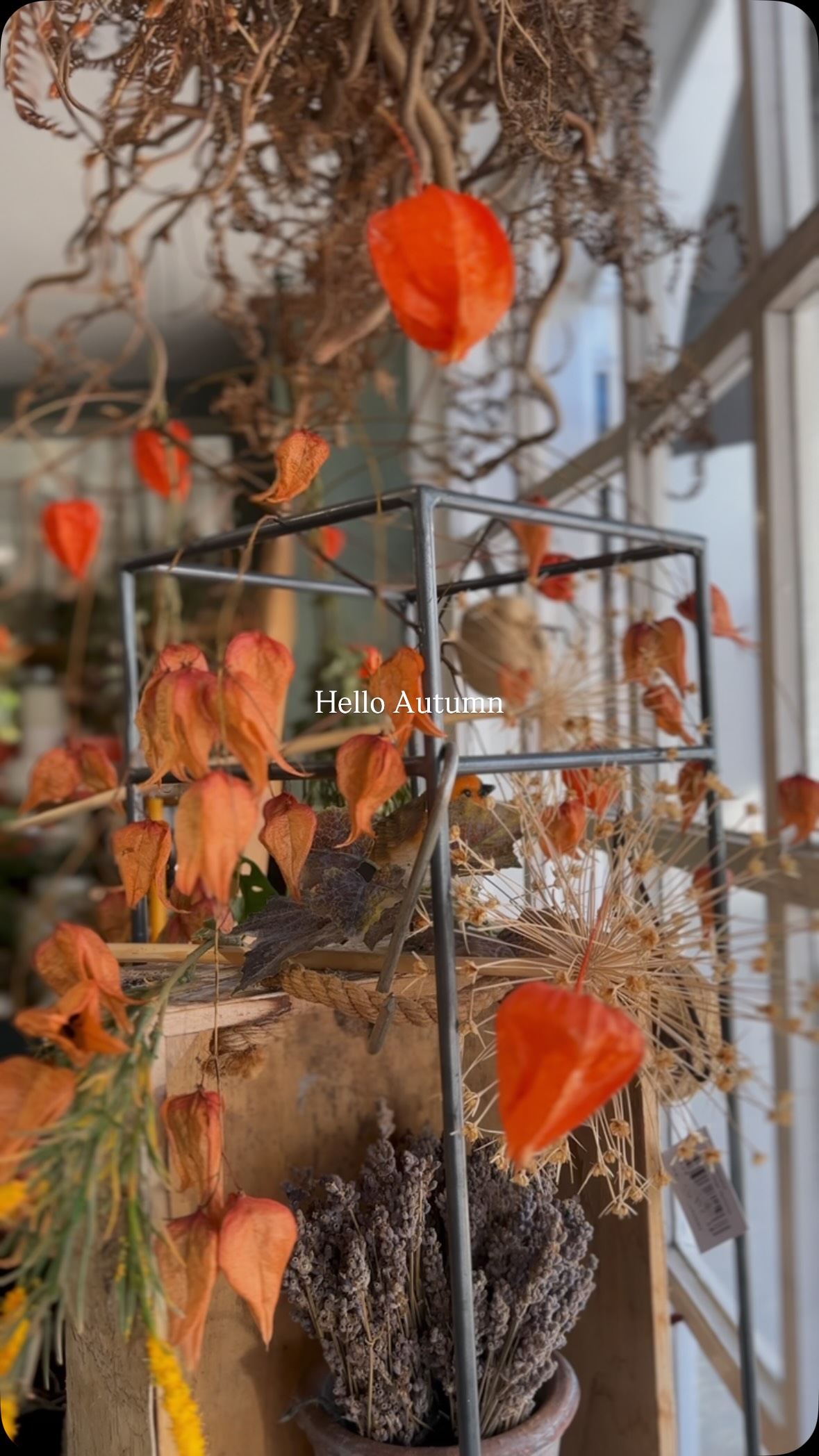 Cosy season is here and so are autumnal flowers🍂🧡

#autumn #autumnal #cosyseason #flowers #florist