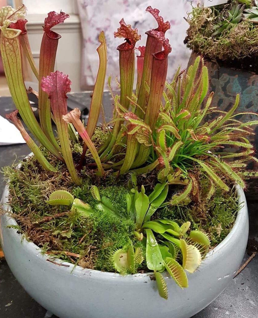 Carnivorous planter Welwyn Florist