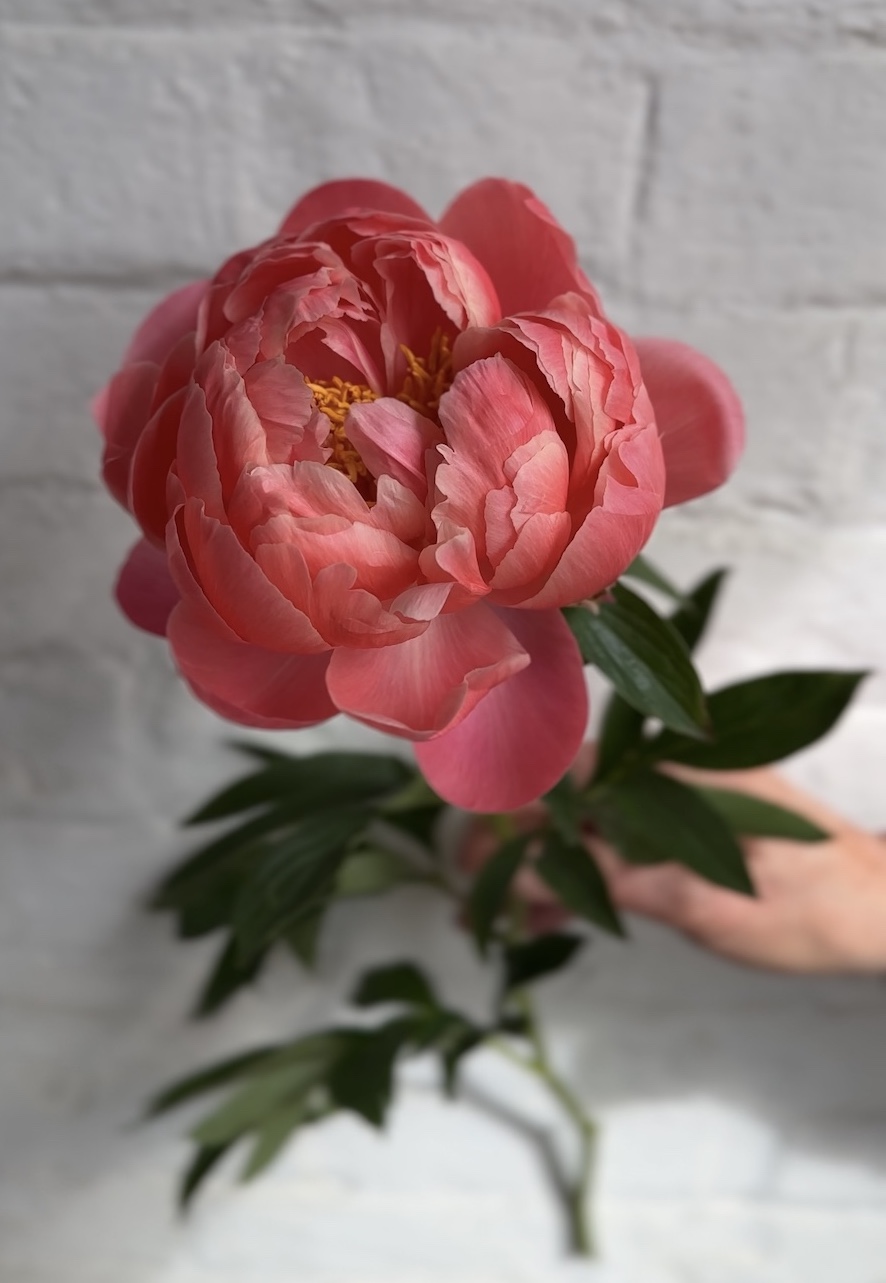A peony in full bloom