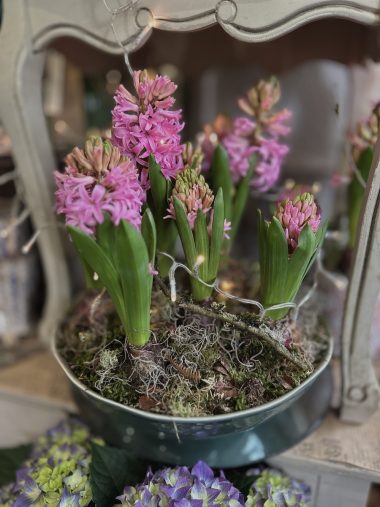 A hyacinth planted bowl in pink. Spring Bulb Planter.